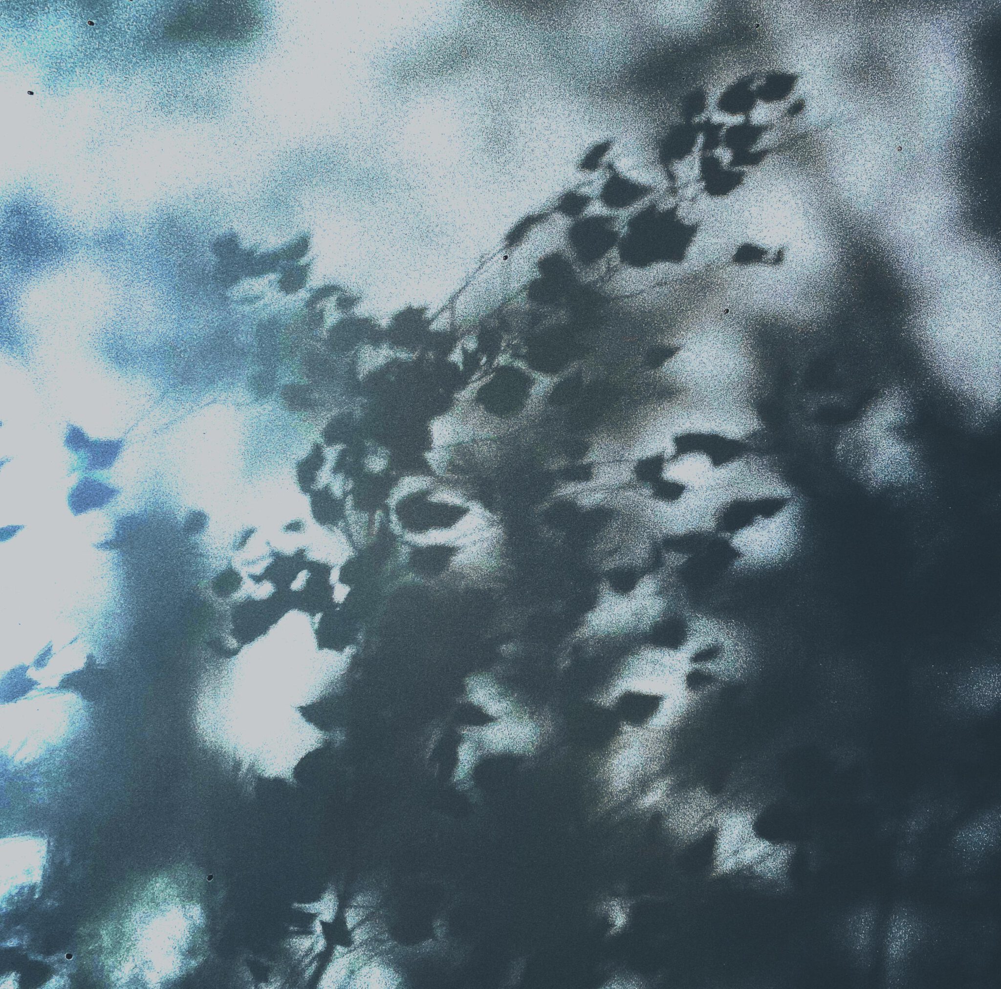 abstract image of a shadow of a tree
